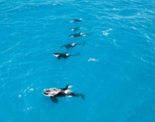 Aerial View of Orcas swimming, off the coast of Bremer Bay